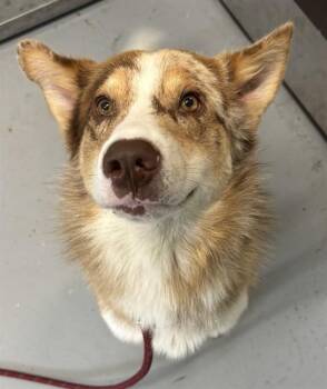KRIS -  Australian Shepherd and Mixed Breed Dog for Adoption in Corpus Christi, Texas - KRIS | PetCurious