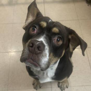 Cornbread -  Bulldog Dog for Adoption in Shorewood, Illinois - Cornbread | PetCurious