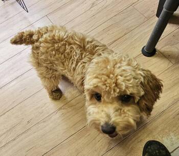 LOUIE -  Poodle Dog for Adoption in Jackson Township, New Jersey - LOUIE | PetCurious
