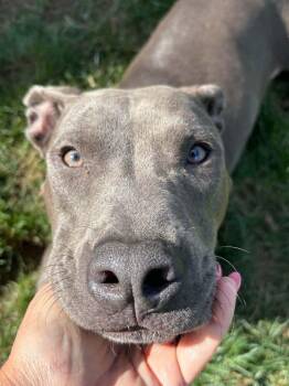 Lilly -  American Bulldog Dog for Adoption - Lilly | PetCurious
