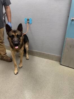Rescue German Shepherd Dog Dogs for Adoption in Las Vegas, Nevada - NE-YO | PetCurious