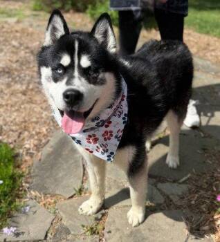 Siberian Husky Dogs Available for Adoption in Midland, Virginia - Tumbler | PetCurious