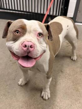 Pit Bull Terrier Dogs Available for Adoption in Cleveland, Ohio - Magnus | PetCurious
