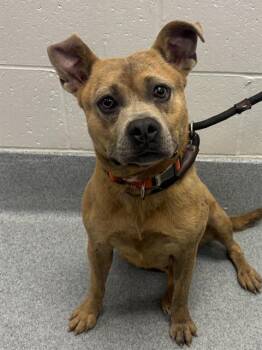 NAMI -  Pit Bull Terrier and Mixed Breed Dog for Adoption in Indianapolis, Indiana - NAMI | PetCurious