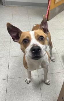 Rylie -  Pit Bull Terrier Dog for Adoption in Sorrento, Louisiana - Rylie | PetCurious
