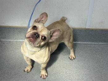 LILO -  French Bulldog Dog for Adoption in Rancho Cucamonga, California - LILO | PetCurious