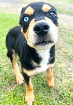 Blue -  Rottweiler and Husky Dog for Adoption in Lucas, Texas - Blue | PetCurious