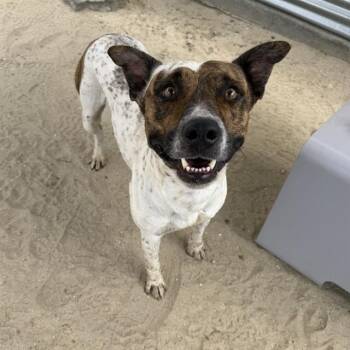 RIGO -  Pointer and Mixed Breed Dog for Adoption in Thousand Palms, California - RIGO | PetCurious