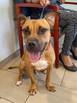 Griff - 3 -  Boxer and Mixed Breed Dog for Adoption in Daytona Beach, Florida - Griff - 3 | PetCurious