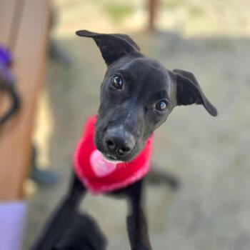 Velma -  Labrador Retriever and Mixed Breed Dog for Adoption in Port Charlotte, Florida - Velma | PetCurious