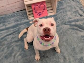 Susan B. Anthony -  American Bulldog and Mixed Breed Dog for Adoption in Detroit, Michigan - Susan B. Anthony | PetCurious