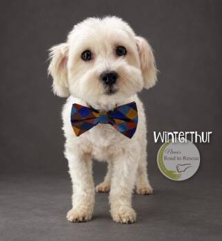 Winterthur -  Maltese Dog for Adoption in Benton, Louisiana - Winterthur | PetCurious