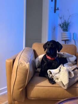 Doberman Pinscher Dogs Available for Adoption - Sable | PetCurious