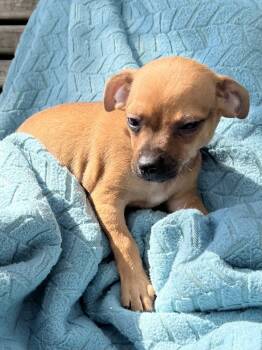 Rescue Chihuahua Dogs for Adoption in New Braunfels, Texas - Lil Rascals Spanky | PetCurious
