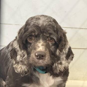 Vegas-Foster Home Needed -  Cocker Spaniel Dog for Adoption in Hartland, Wisconsin - Vegas-Foster Home Needed | PetCurious