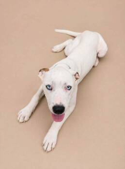 Jetta -  Mixed Breed Dog for Adoption in Statesboro, Georgia - Jetta | PetCurious