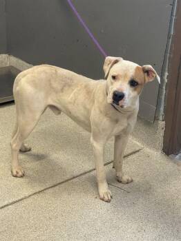 Pit Bull Terrier and Mixed Breed Dogs Available for Adoption in Tallahassee, Florida - BUDDY | PetCurious