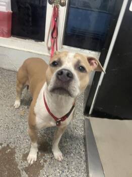 Fiona -  Pit Bull Terrier Dog for Adoption in Mobile, Alabama - Fiona | PetCurious