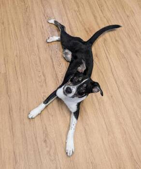 Border Collie Dogs Available for Adoption in Austin, Texas - Anais | PetCurious