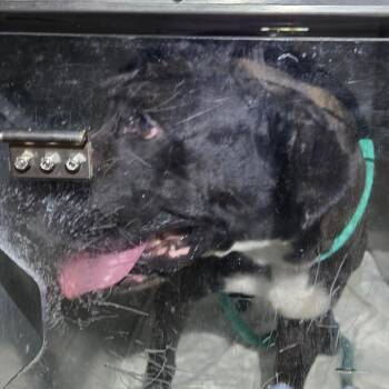 Ollie Boy -  Mixed Breed Dog for Adoption in Philadelphia, Pennsylvania - Ollie Boy | PetCurious