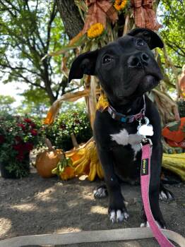 Coachella -  Pit Bull Terrier Dog for Adoption in Germantown, Ohio - Coachella | PetCurious