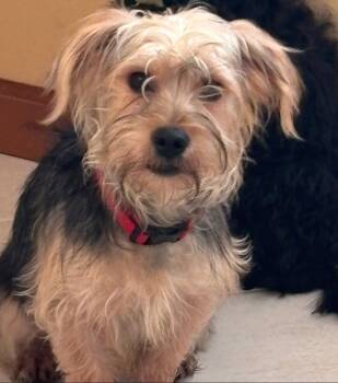 Rescue Yorkshire Terrier Dogs for Adoption in Merrillville, Indiana - Loki | PetCurious