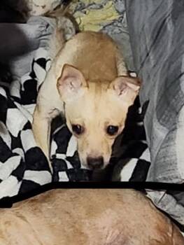 Owner passed- for rescues or adopters -  Chihuahua Dog for Adoption in Torrance, California - Owner Passed- For Rescues Or Adopters | PetCurious