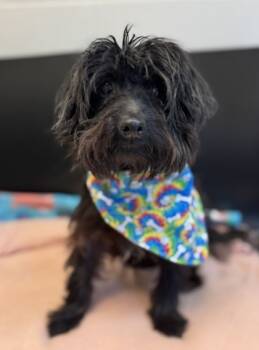 Rescue Poodle and Schnauzer Dogs for Adoption in Anderson, Indiana - Camaro | PetCurious