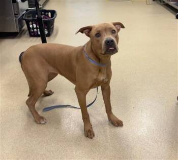 American Staffordshire Terrier and Mixed Breed Dogs Available for Adoption in Grand Prairie, Texas - EMILY | PetCurious
