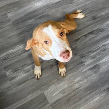 Hero -  Labrador Retriever Dog for Adoption in Houston, Texas - Hero | PetCurious