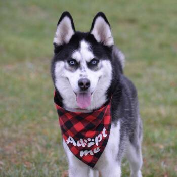 German Shepherd Dog Dogs Available for Adoption - Vlad | PetCurious