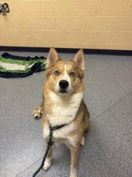 Monty -  Siberian Husky and Australian Shepherd Dog for Adoption in Westland, Michigan - Monty | PetCurious