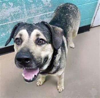 Mixed Breed Dogs Available for Adoption in Nashville, Tennessee - Baked Bean | PetCurious