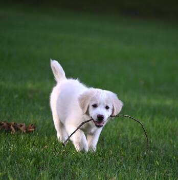 Tory Burch - Designer Doggos -  Great Pyrenees Dog for Adoption in Falmouth, Maine - Tory Burch - Designer Doggos | PetCurious