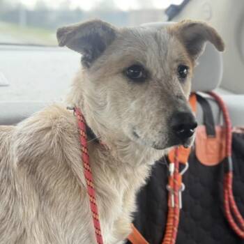 Australian Cattle Dog Blue Heeler Dogs Available for Adoption - Sunflower | PetCurious