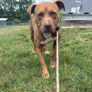 Marvin -  Pit Bull Terrier and Mixed Breed Dog for Adoption in Newark, New Jersey - Marvin | PetCurious