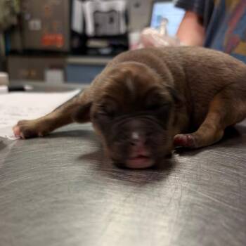 Buckaroo -  Mixed Breed Dog for Adoption in Charleston, West Virginia - Buckaroo | PetCurious