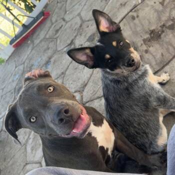 Molly -  Australian Cattle Dog Blue Heeler Dog for Adoption in Newberg, Oregon - Molly | PetCurious