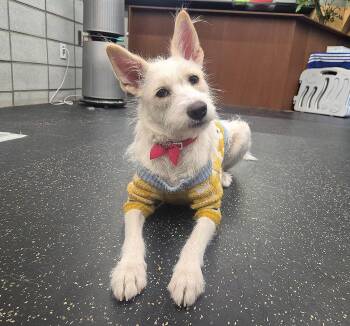 Jindo and Terrier Dogs Available for Adoption - Lily | PetCurious