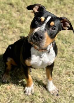 Rescue Pit Bull Terrier Dogs for Adoption in Great Bend, Kansas - Ranger | PetCurious