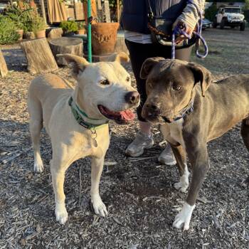 Rescue Pit Bull Terrier Dogs for Adoption in Santa Monica, California - Bonded Pair C+C | PetCurious