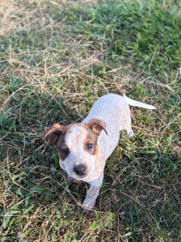 Australian Cattle Dog Blue Heeler Dogs Available for Adoption in Zephyrhills, Florida - Bob | PetCurious