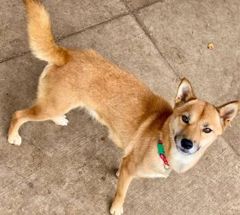 Rescue Shiba Inu Dogs for Adoption in Urbandale, Iowa - Cindy Lou Who | PetCurious