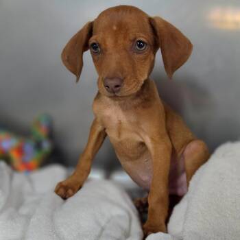 Rallye -  Mixed Breed Dog for Adoption in Jefferson City, Tennessee - Rallye | PetCurious