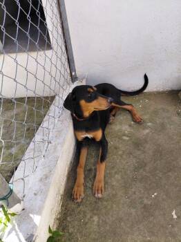 Doberman Pinscher Dogs Available for Adoption - Violet | PetCurious