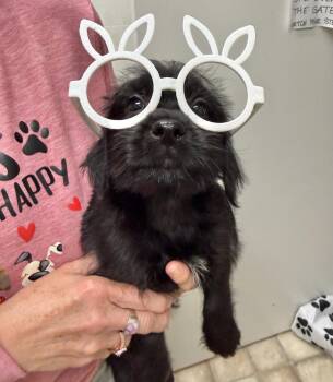 Terrier and Cockapoo Dogs Available for Adoption - Koda | PetCurious