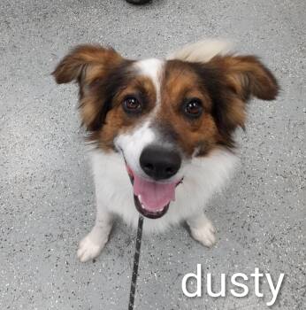 Collie and Australian Shepherd Dogs Available for Adoption in Maynardville, Tennessee - Dusty | PetCurious