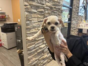 LUCKY -  Shih Tzu Dog for Adoption in Rowlett, Texas - LUCKY | PetCurious