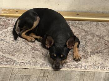 Miniature Pinscher Dogs Available for Adoption in Bakersfield, California - Pixie | PetCurious