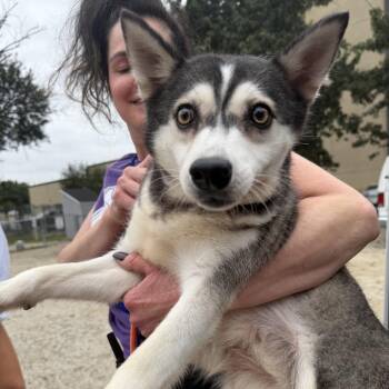 Pea Pod -  Klee Kai Dog for Adoption in Northbrook, Illinois - Pea Pod | PetCurious